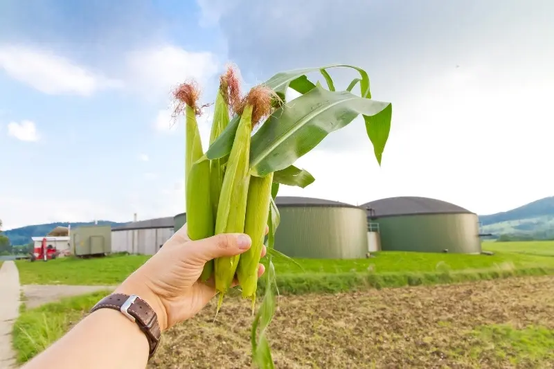 Como o biogás é produzido
