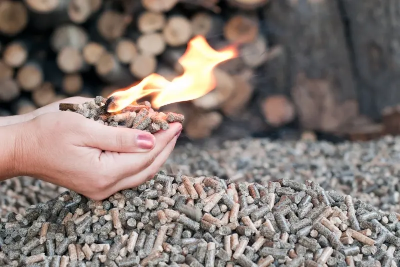 O que é energia de biomassa? Tudo o que você precisa saber!